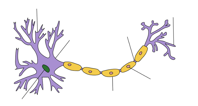 structure of a typical neuron. The yellow section is the myelin sheath that is affected in diseases of demyelination such as CIDP